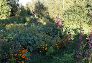Beyond Buckthorns main permaculture garden Beyond Buckthorns main permaculture garden