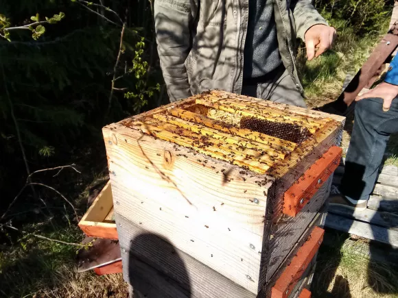 Open Warre Hive Open Warre Hive